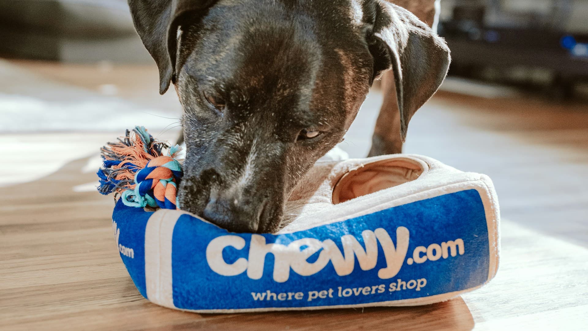 Dierenpensions & Opvang